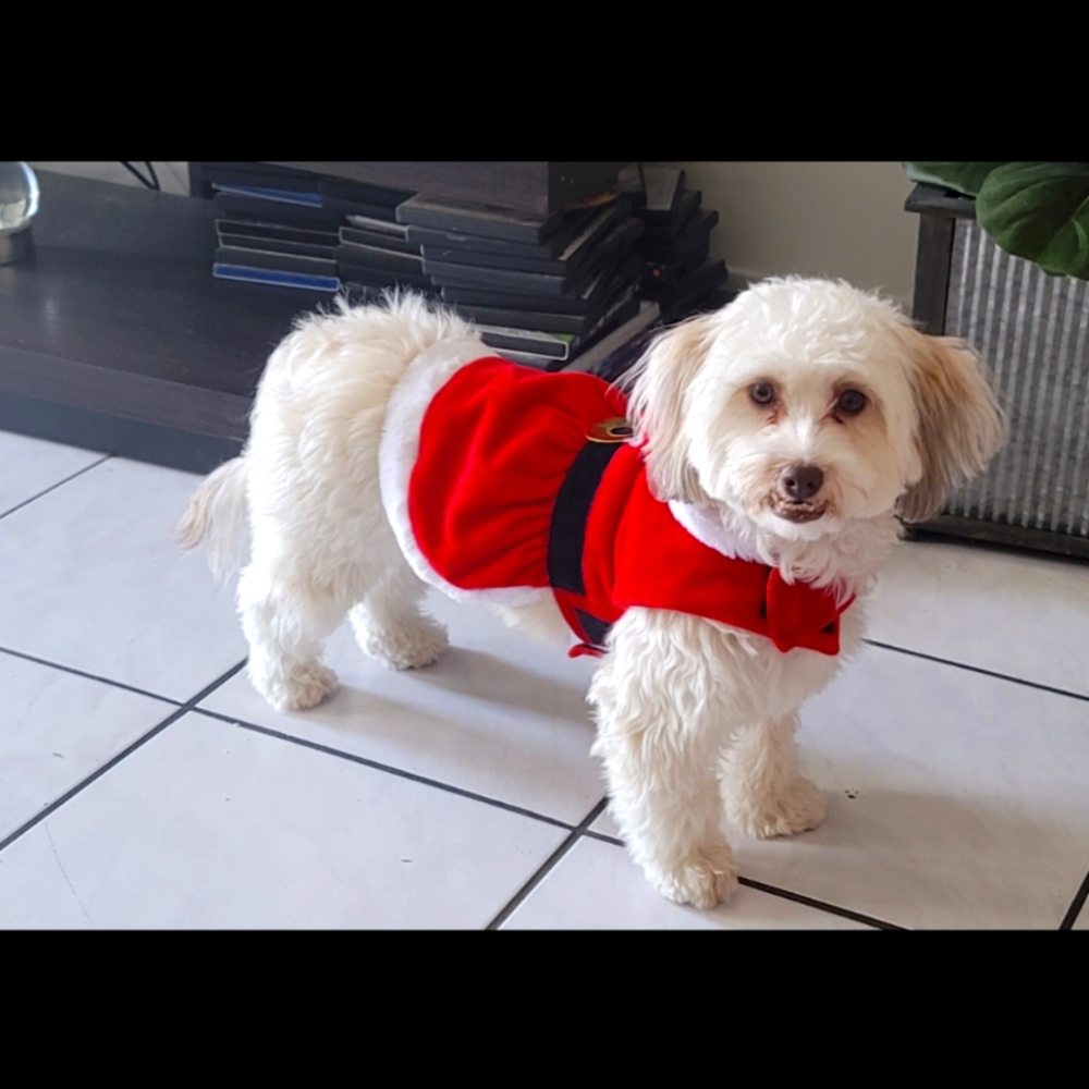 Red Santa Claus pet outfit